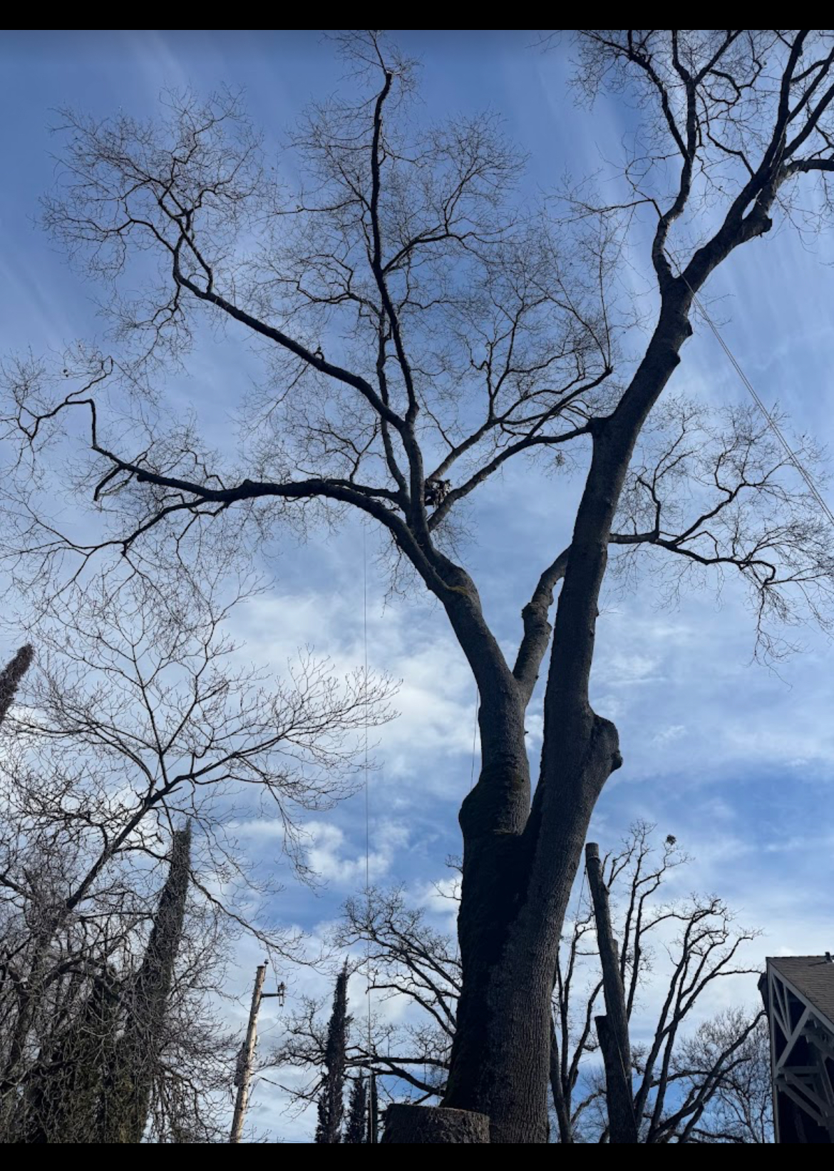 Mature bare oak rigged for technical removal near a structure