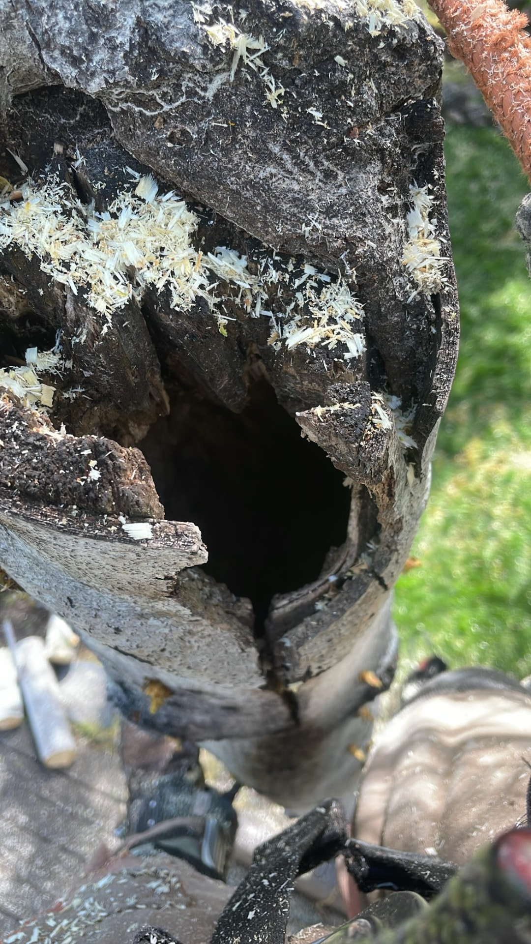 Hollow decayed trunk revealed during a hazard tree removal