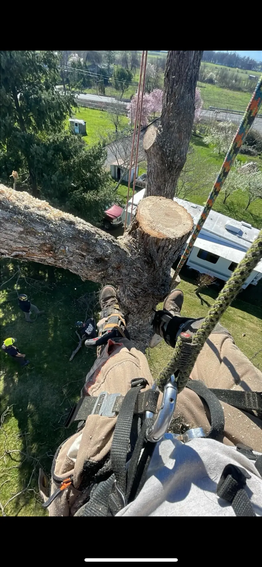 Climber's view from high in a tree during a limb removal