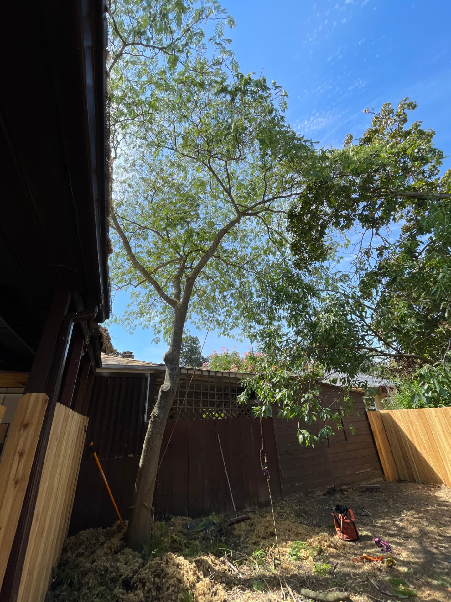 Tree removal in a Southern Oregon backyard with rigging lines set
