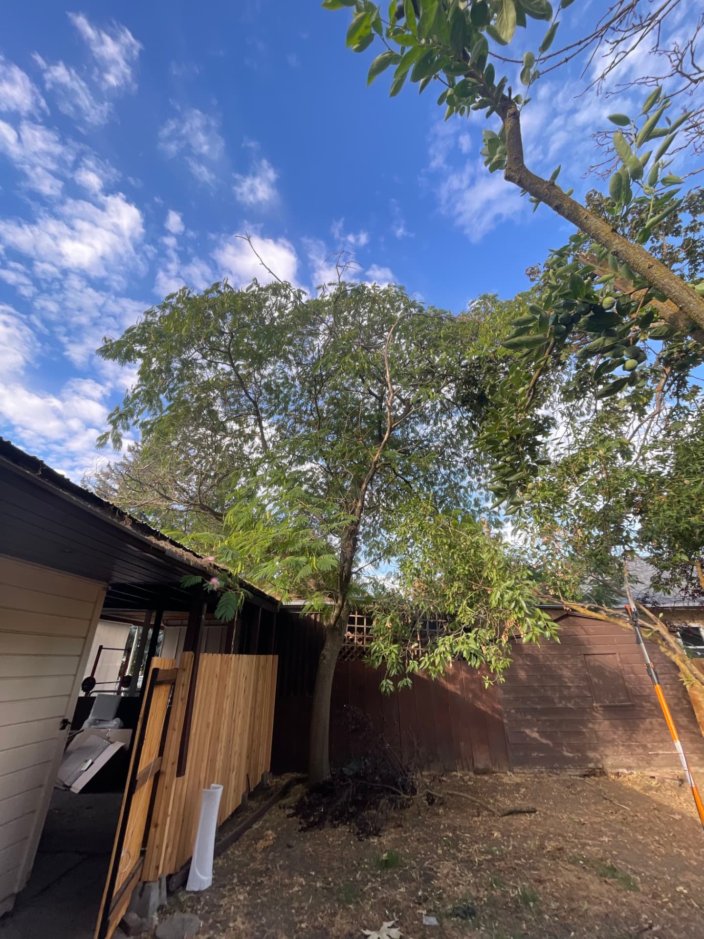 Large backyard tree prepped for careful sectional removal