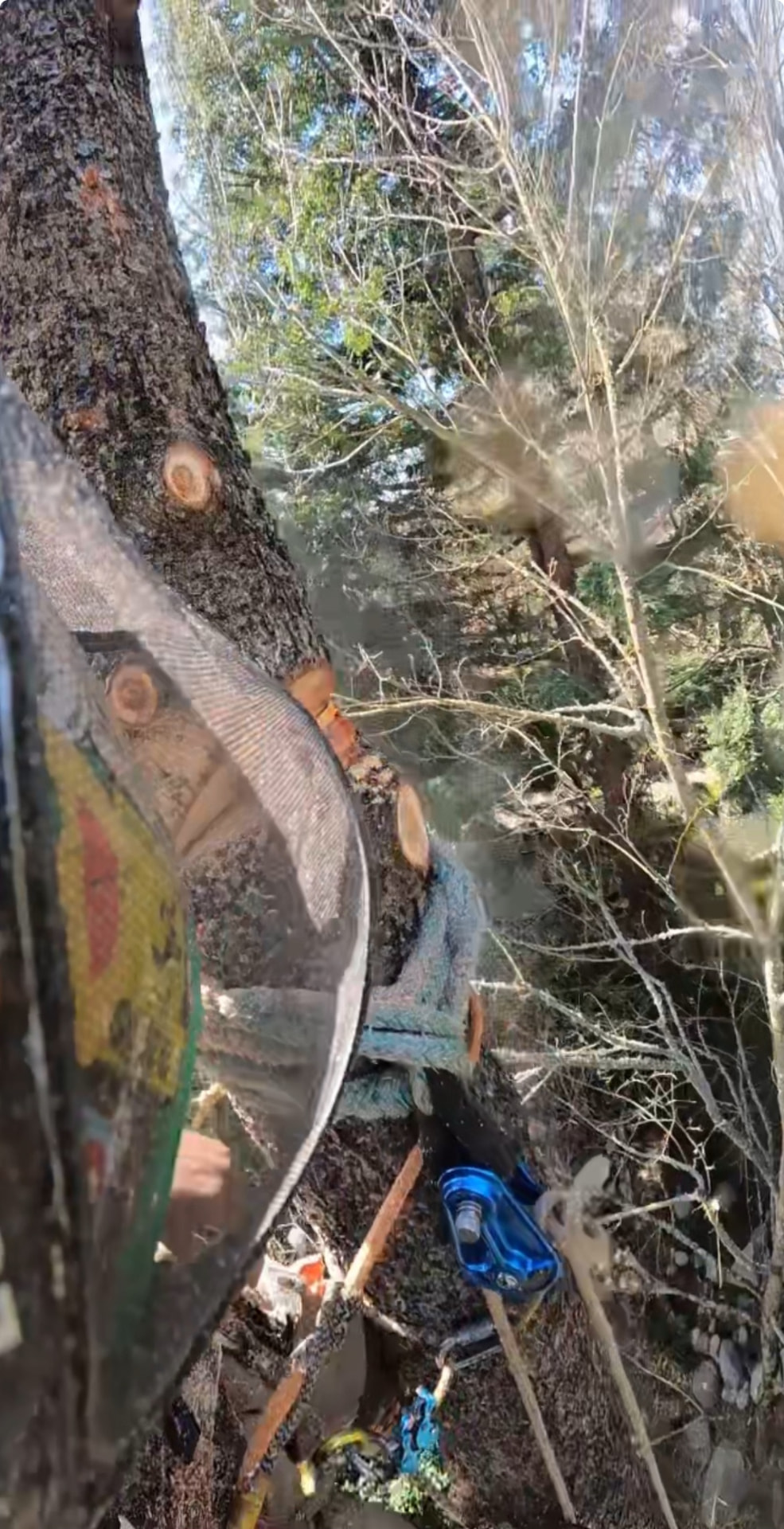Certified climber cutting limbs while roped into the canopy